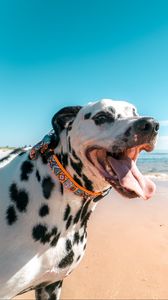 Preview wallpaper dalmatian, dog, protruding tongue, collar