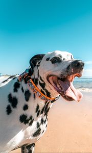 Preview wallpaper dalmatian, dog, protruding tongue, collar