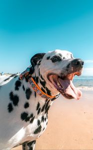 Preview wallpaper dalmatian, dog, protruding tongue, collar