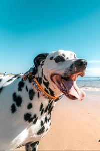 Preview wallpaper dalmatian, dog, protruding tongue, collar