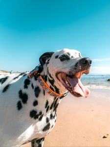 Preview wallpaper dalmatian, dog, protruding tongue, collar