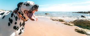 Preview wallpaper dalmatian, dog, protruding tongue, collar