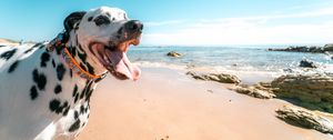 Preview wallpaper dalmatian, dog, protruding tongue, collar