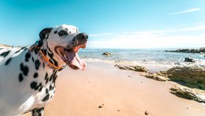 Preview wallpaper dalmatian, dog, protruding tongue, collar