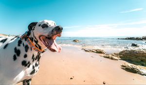 Preview wallpaper dalmatian, dog, protruding tongue, collar