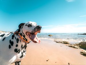 Preview wallpaper dalmatian, dog, protruding tongue, collar