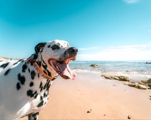 Preview wallpaper dalmatian, dog, protruding tongue, collar