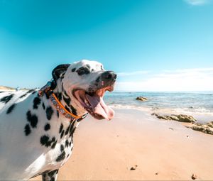 Preview wallpaper dalmatian, dog, protruding tongue, collar