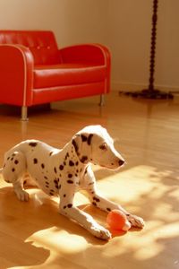 Preview wallpaper dalmatian, dog, room, floor, ball, toy