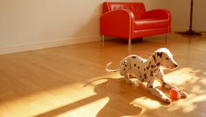 Preview wallpaper dalmatian, dog, room, floor, ball, toy