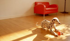 Preview wallpaper dalmatian, dog, room, floor, ball, toy