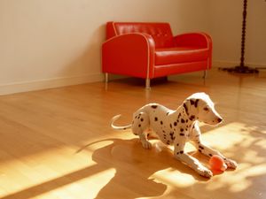 Preview wallpaper dalmatian, dog, room, floor, ball, toy