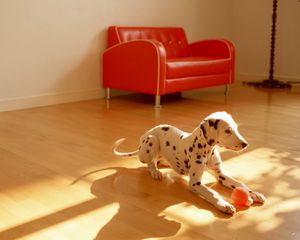 Preview wallpaper dalmatian, dog, room, floor, ball, toy