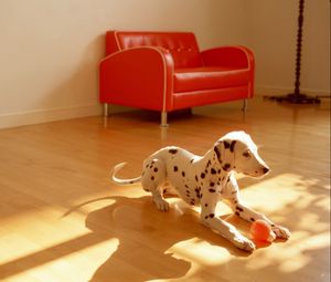 Preview wallpaper dalmatian, dog, room, floor, ball, toy