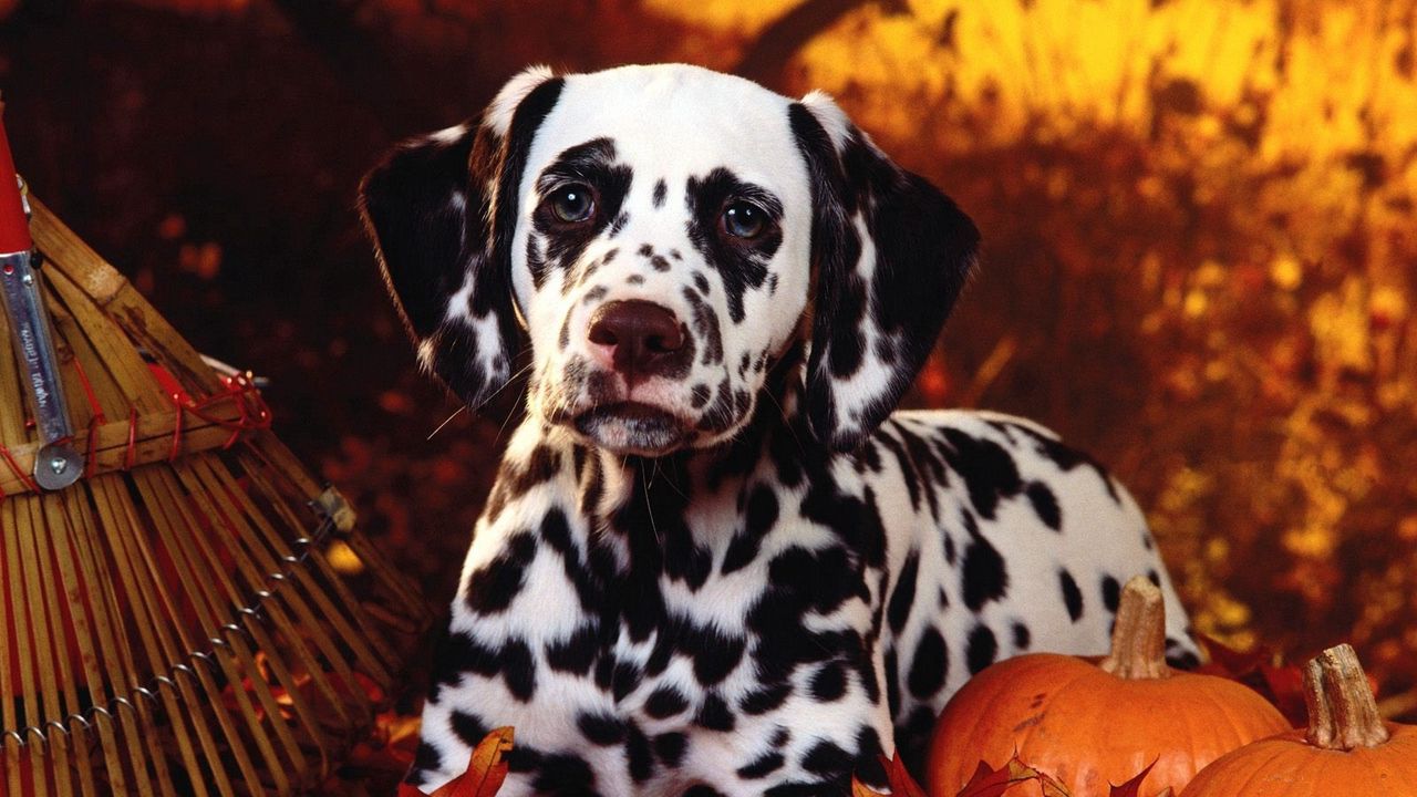 Wallpaper dalmatian, dog, sit, breed, pumpkins, leaves, halloween