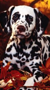Preview wallpaper dalmatian, dog, sit, breed, pumpkins, leaves, halloween