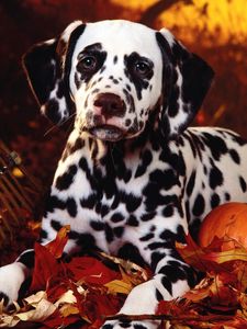 Preview wallpaper dalmatian, dog, sit, breed, pumpkins, leaves, halloween
