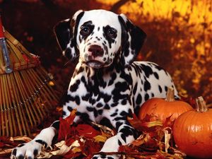 Preview wallpaper dalmatian, dog, sit, breed, pumpkins, leaves, halloween