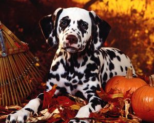 Preview wallpaper dalmatian, dog, sit, breed, pumpkins, leaves, halloween