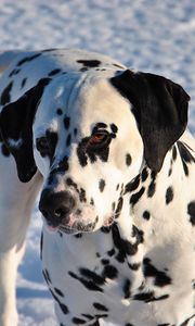 Preview wallpaper dalmatian, dog, snow