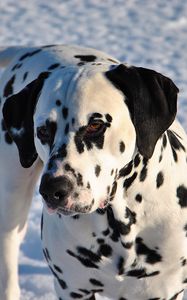 Preview wallpaper dalmatian, dog, snow