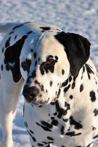 Preview wallpaper dalmatian, dog, snow