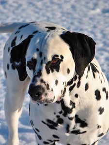 Preview wallpaper dalmatian, dog, snow