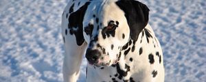 Preview wallpaper dalmatian, dog, snow