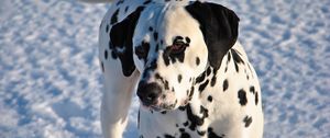 Preview wallpaper dalmatian, dog, snow