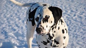 Preview wallpaper dalmatian, dog, snow