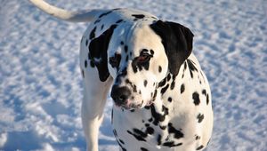 Preview wallpaper dalmatian, dog, snow