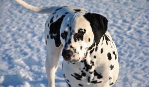 Preview wallpaper dalmatian, dog, snow