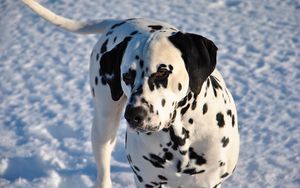 Preview wallpaper dalmatian, dog, snow