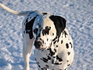 Preview wallpaper dalmatian, dog, snow