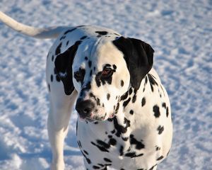 Preview wallpaper dalmatian, dog, snow