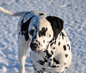 Preview wallpaper dalmatian, dog, snow