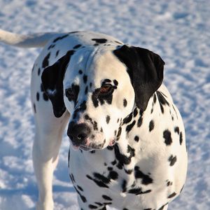 Preview wallpaper dalmatian, dog, snow