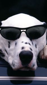 Preview wallpaper dalmatian, face, sunglasses, dog