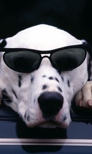 Preview wallpaper dalmatian, face, sunglasses, dog