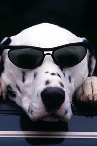 Preview wallpaper dalmatian, face, sunglasses, dog