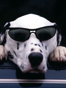 Preview wallpaper dalmatian, face, sunglasses, dog