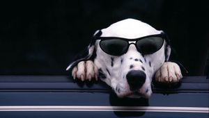 Preview wallpaper dalmatian, face, sunglasses, dog