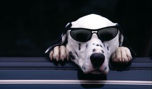 Preview wallpaper dalmatian, face, sunglasses, dog