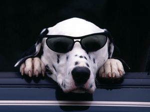Preview wallpaper dalmatian, face, sunglasses, dog