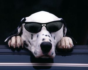 Preview wallpaper dalmatian, face, sunglasses, dog