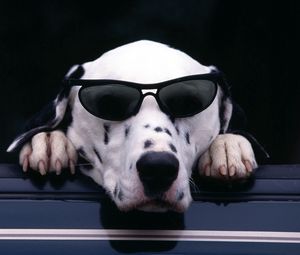 Preview wallpaper dalmatian, face, sunglasses, dog