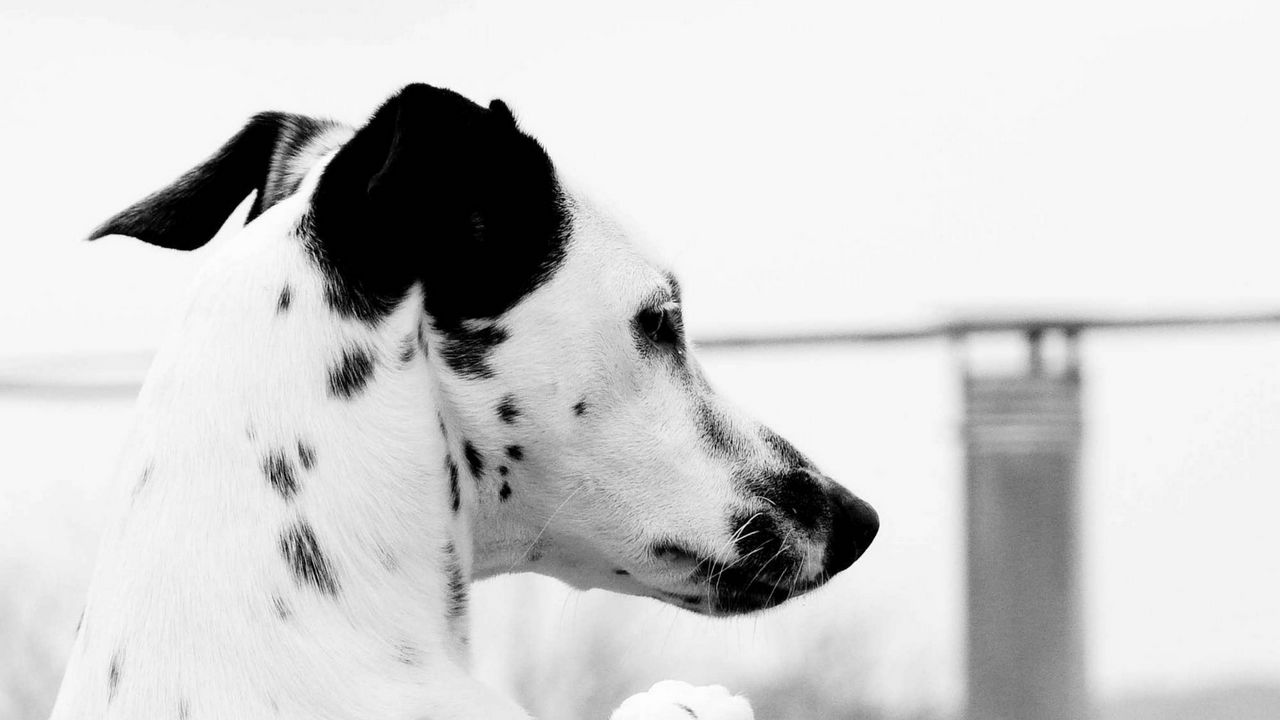 Wallpaper dalmatian, head, spot, dog