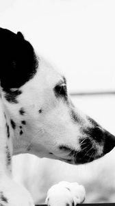 Preview wallpaper dalmatian, head, spot, dog