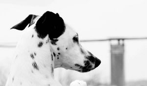 Preview wallpaper dalmatian, head, spot, dog