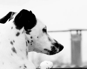 Preview wallpaper dalmatian, head, spot, dog